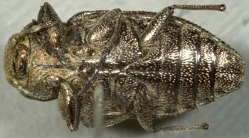 Media type: image;   Entomology 2700 Aspect: habitus ventral view